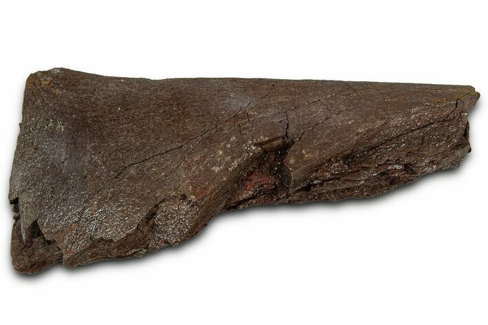 Fossil Ornithischian Dinosaur Bone Section - Montana #355126